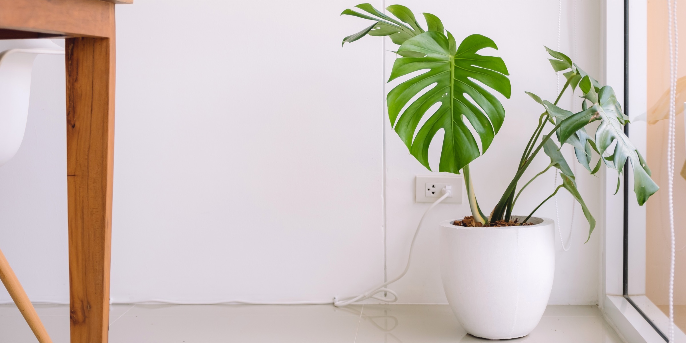 Indoor Plants in the Office: The Advantage